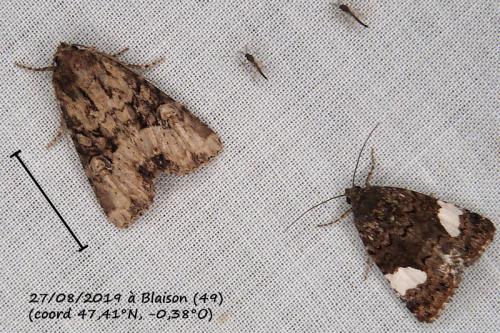 Mesapamea sp.